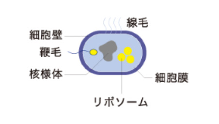 細菌の基本的な構造イメージ